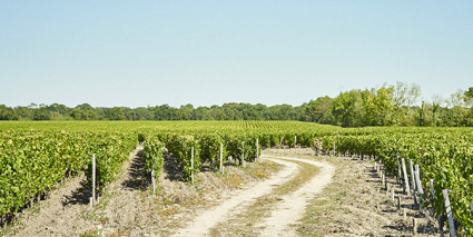 Chateau Prieure Lichine Weinberge